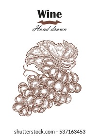 Hand drawn wine grapes vintage. Vector sketch 