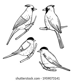 Hand drawn winter birds. Bullfinches and Cardinals. Vector sketch illustration.