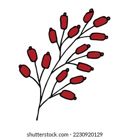 Hand drawn winter branch with berries clipart. Christmas doodle. Single design element