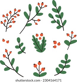 Hand drawn winter branches and leaves. Vector elements.