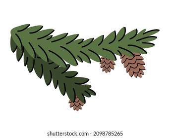 Hand drawn winter illustration of pine twig with cones. Branch of spruce, fir. Conifer floral design. Cute simple needles botanical print. Flat vector in colored doodle style. Isolated.