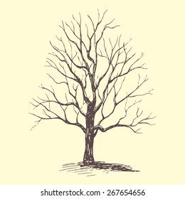 Hand drawn winter or late fall tree made in vector. 
