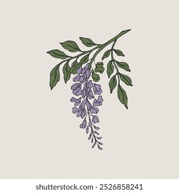 Hand drawn wisteria flower branch illustration