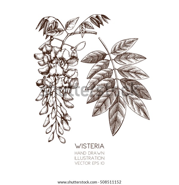 Hand Drawn Wisteria Flower Illustration Vector Stock Vector (Royalty