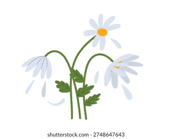 Hand drawn withered flowers, daisy flower, spring concept