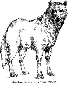 Hand Drawn Wolf