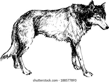 Hand Drawn Wolf