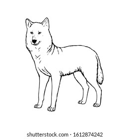 Hand drawn wolf. Retro realistic animal isolated. Vintage style. Doodle line graphic design. Black and white drawing mammal. Vector sketch. Forest cute animal.