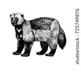 Hand drawn wolverine. Retro realistic animal isolated. Vintage style. Doodle line graphic design. Black and white drawing mammal. Vector sketch.