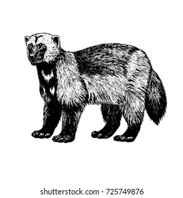 Hand drawn wolverine. Retro realistic animal isolated. Vintage style. Doodle line graphic design. Black and white drawing mammal. Vector sketch.