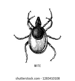 Hand Drawn Wood Tick Isolated On White Background. Vector Illustration