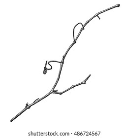 Hand drawn wood twig,  ink rustic design element. Dry wood tree branch and wooden twig in natural rural style. Detailed and precise ink drawing driftwood twig in engraved style. Vector.