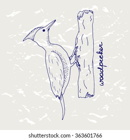Hand drawn woodpecker vector. Sketch of popular forest bird. Woodpecker on the tree isolated on grunge background. Ball pen bird vector for design, picture, wrapping, decorating, stickers 