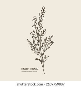 Hand drawn wormwood branch illustration