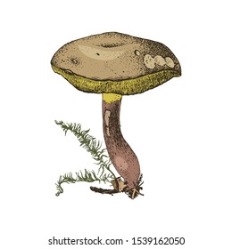 Hand drawn xerocomus subtomenteux mushroom. Vector illustration