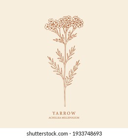 Hand drawn yarrow illustration. Botanical design for organic cosmetics, aromatherapy, medicine