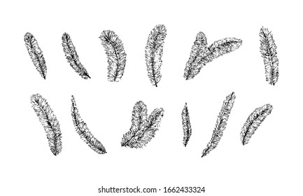 Hand drawn yarrow leaves. Sketch style foliage vector illustration. Black isolated botanical imprint on white background.