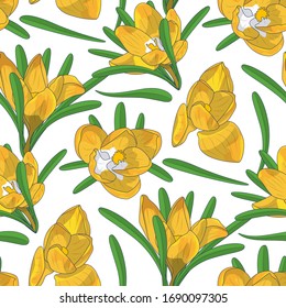 Hand drawn yellow crocus flowers seamless floral pattern. Vector illustration.