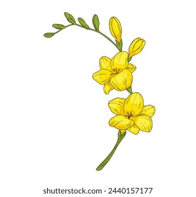 Handgezeichnete gelbe Freesia Blütenzweig Illustration. Vektor-Farbzeichnung isoliert auf Weiß