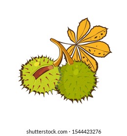 Сhestnuts hand drawn with yellow leaves of horse chestnut tree and Conkers in shell. Vector icon. Cartoon illustration of the sweet chestnuts. Isolated on white background