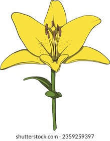 Hand Drawn yellow lily flower