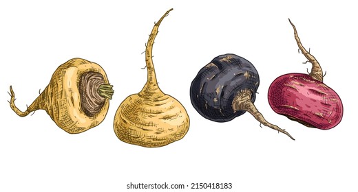 Hand drawn yellow maca, black maca, red maca. Superfood. View from different angles. Vector illustration isolated on white background.