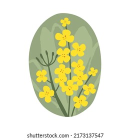 Hand drawn yellow rapeseed flower. Floral illustration for cards, logos. flat style. Vector canola buds. All elements are isolated on a white background.