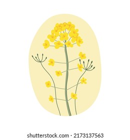 Hand drawn yellow rapeseed flower. Floral illustration for cards, logos. flat style. Vector canola buds. All elements are isolated on a white background.