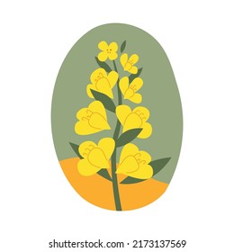 Hand drawn yellow rapeseed flower. Floral illustration for cards, logos. flat style. Vector canola buds. All elements are isolated on a white background.