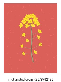 Hand drawn yellow rapeseed flower. Floral illustration for card, poster. Flat style. Vector canola buds. All elements are isolated on a white background.