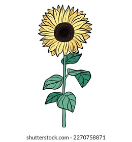 Hand drawn yellow sunflower isolated on white background. Botanical decorative doodle sketch illustration for greeting card, wedding invitation, fabric. Colorful vector floral element.