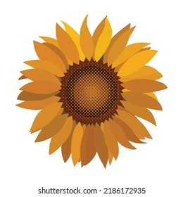 Hand drawn yellow sunflower vector isolated on white background.