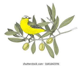 Hand drawn Yellow Wagtail sitting on the olive tree branch. Colorful vector illustration