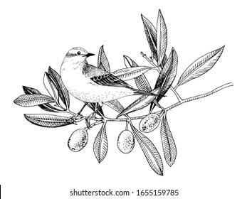 Hand drawn Yellow Wagtail sitting on the olive tree branch. Black and white vector illustration