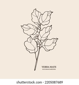 Hand drawn yerba mate branch illustration