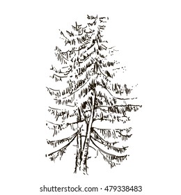 Hand drawn Yew isolated on white background