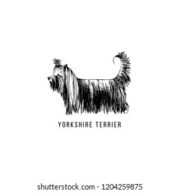 Hand drawn Yorkshire Terrier. Vector illustration in retro style