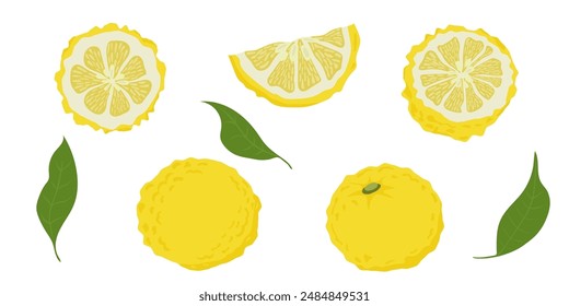 Hand drawn yuzu fruit. Set of Yuzu fruits isolated on a white background