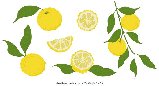 Hand drawn yuzu fruit. Set of Yuzu fruits isolated on a white background