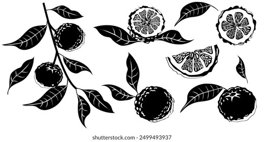 Hand drawn yuzu fruit. Set of Yuzu fruits isolated on a white background