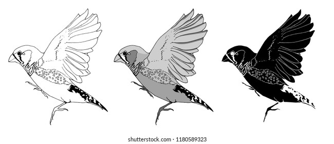 Hand drawn Zebra finch Set. Ink art illustration on white background. 
 Postcard, poster design, website design.