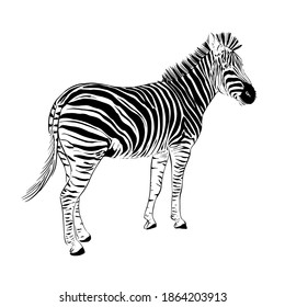 Hand drawn zebra. Linear sketch. Outline black and white vector illustration. African animals background. Zebra silhouette. Isolated. 