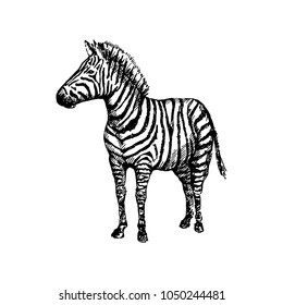 Hand drawn zebra. Sketch, vector illustration.