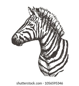 Hand drawn zebra. Sketch, vector illustration.