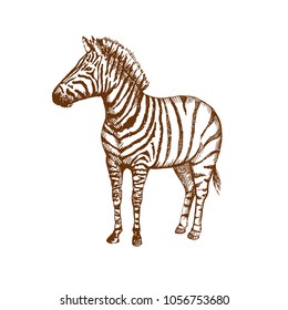 Hand drawn zebra. Sketch, vector illustration.