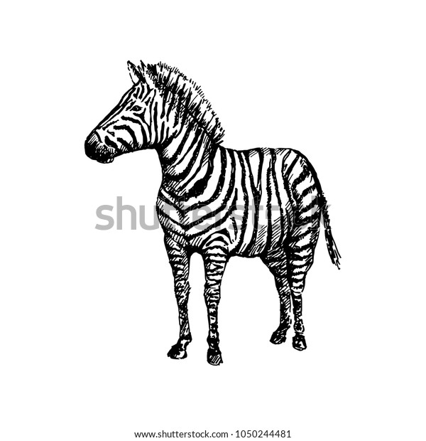 Hand Drawn Zebra Sketch Vector Illustration Stock Vector