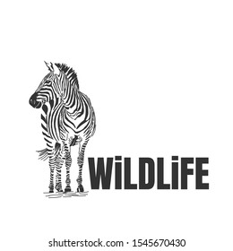 Hand drawn zebra with wildlife text isolated on a white backgrounds. Design element. Vector illustration, Creative idea of a wild animal icon.