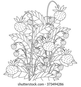Bayas dibujadas a mano de zentangle Forest para libro de colorantes anti-estrés en blanco y negro para adultos. Ilustración vectorial en estilo zentangle
