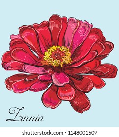 Hand drawn Zinnia flower. Vector colorful illustration isolated on pink background.