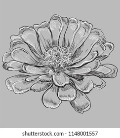 Hand drawn Zinnia flower. Vector monochrome illustration isolated on grey background.